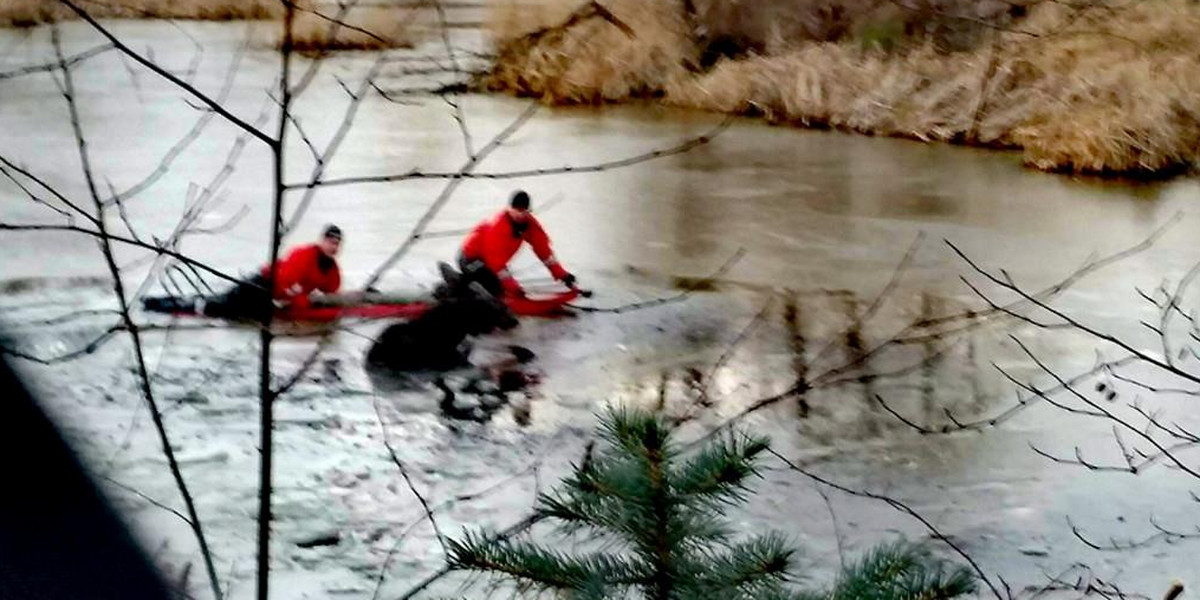 Strażacy pomogli samicy łosia wydostać się na brzeg