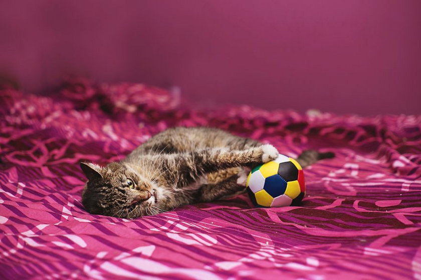 Polka fotografuje okaleczone koty i podbija internet