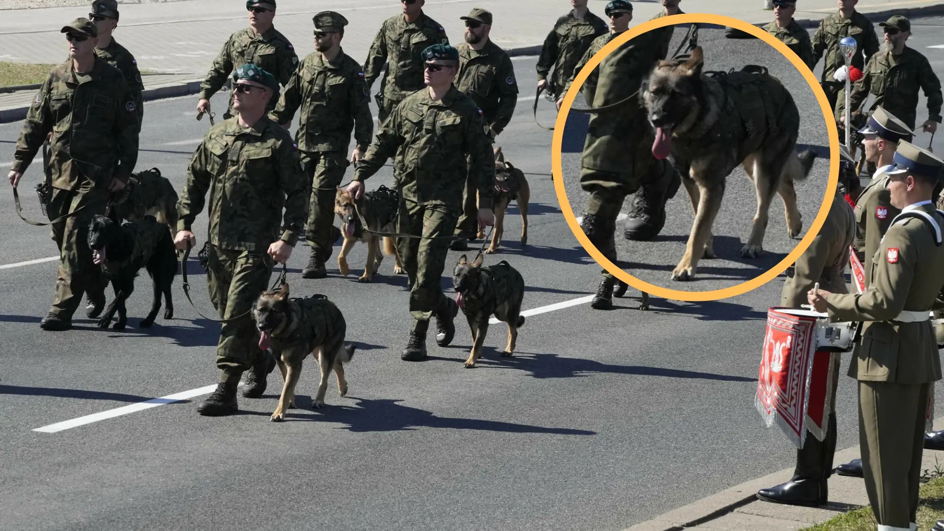 Wojsko wzięło psy na defiladę, teraz musi się tłumaczyć. "Nawet zwierzętom nie odpuszczą"