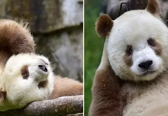 Poznajcie Qizai, jedyną na świecie pandę o brązowym futerku