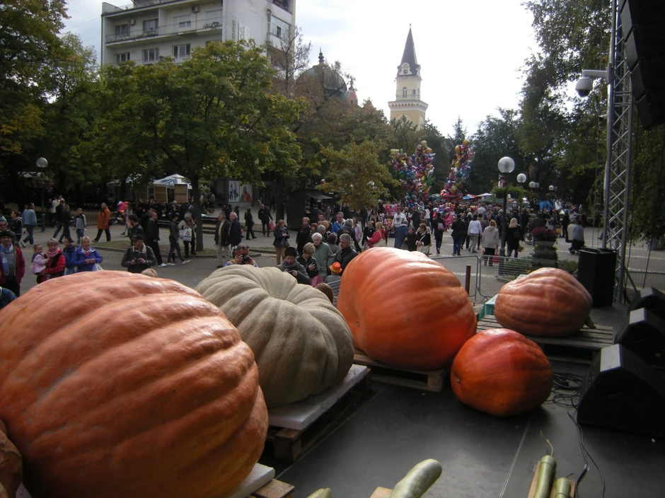 Najveće i najteže bundeve u Vojvodini