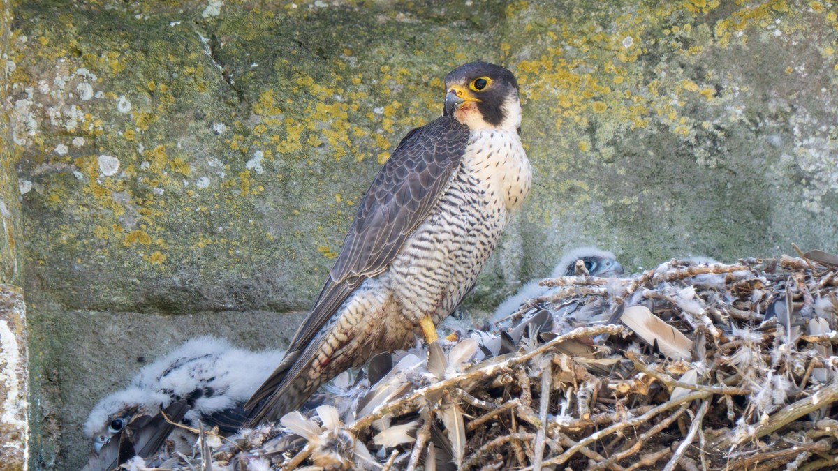 Misteriozni prsten otkrio neverovatnu priču dugu 30 godina koja spaja Srbiju i Rusiju (foto, ilustracija)