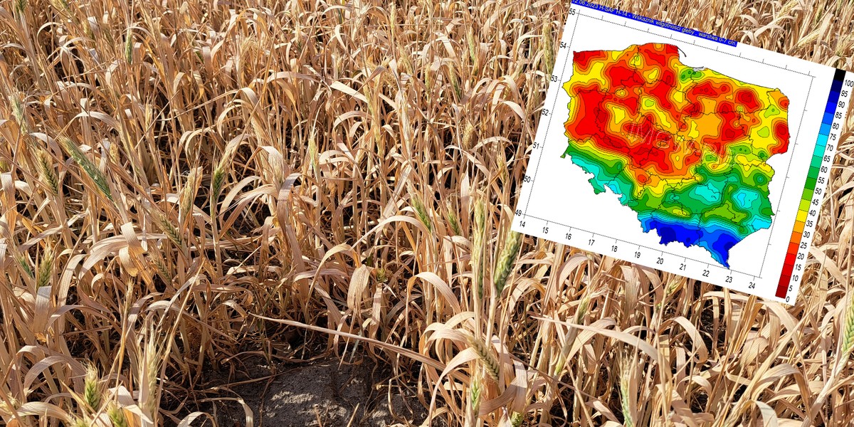 Rolnicy alarmują, że obecna susza zapowiada się rekordowo.