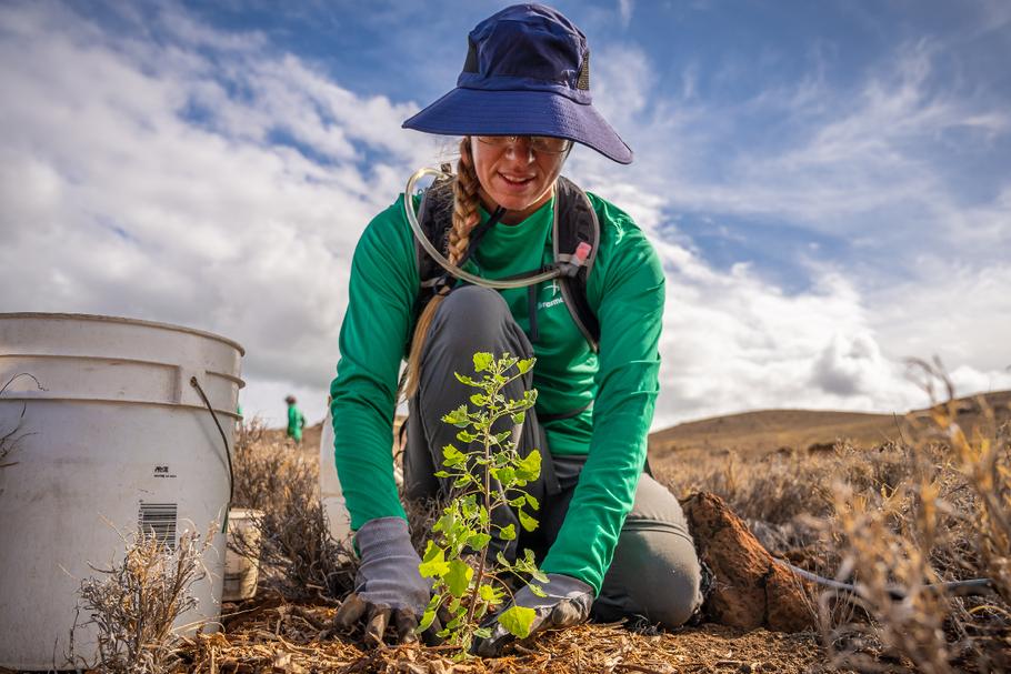 Start-up Terraformation pozyskał ostatnio 30 milionów dolarów finansowania, które zostaną przeznaczone na rekultywację naturalnych ekosystemów na obszarze ponad miliarda hektarów