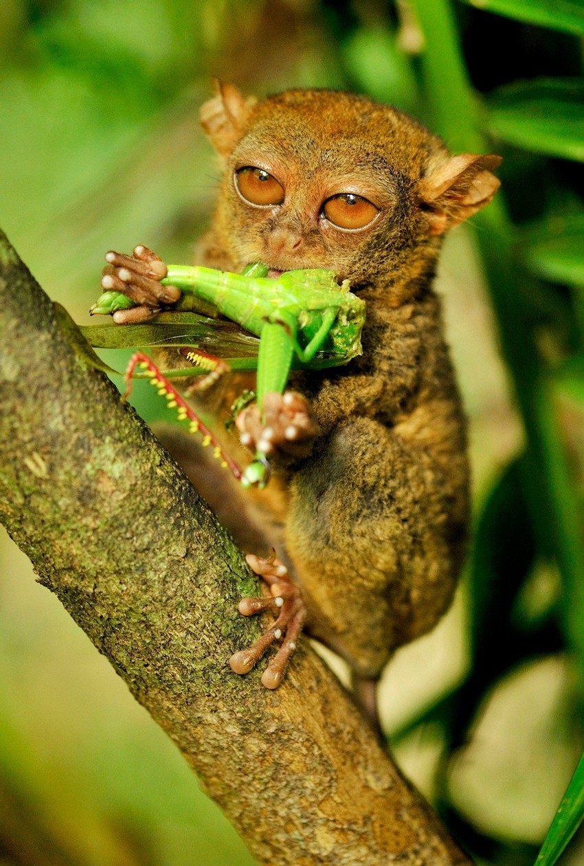 Da li je tarsijer poslužio kao inspiracija za lik Jode?