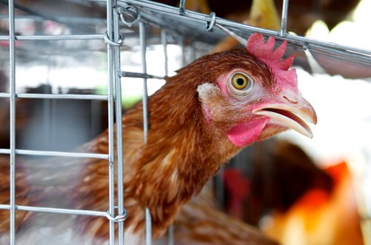 Így segíthet a madárinfluenza megbetegedések megelőzésében