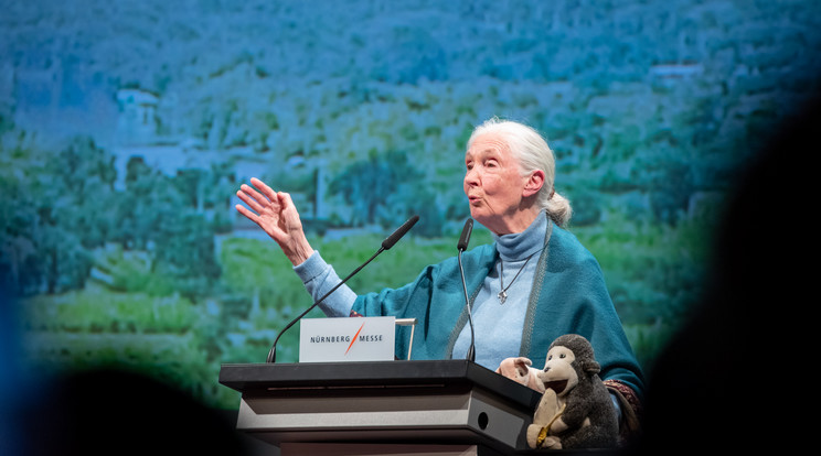 Jane Goodall kifejezetten magyaroknak címezve küldött videóüzenetet, a kormány fakitermelésről szóló módosításával kapcsolatban: ne vágj ki minden fát. / Fotó: Northfoto