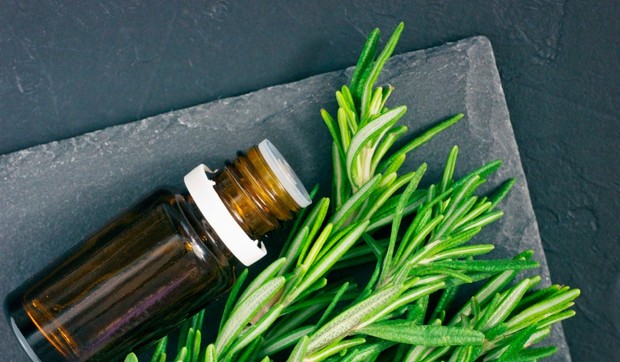 Grančice ruzmarina mogu da se koriste sveže ili sušene