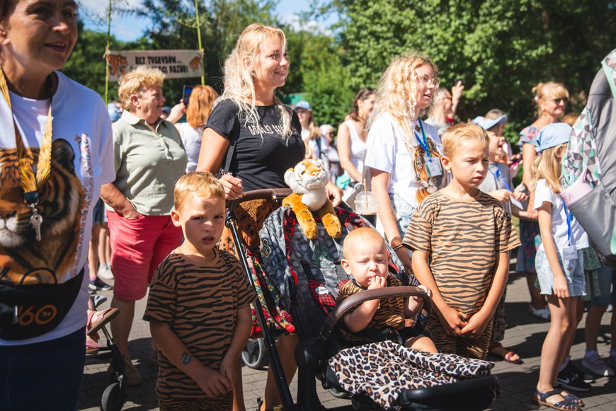 Pierwsze urodziny tygrysów zgromadziły tłumy wrocławian