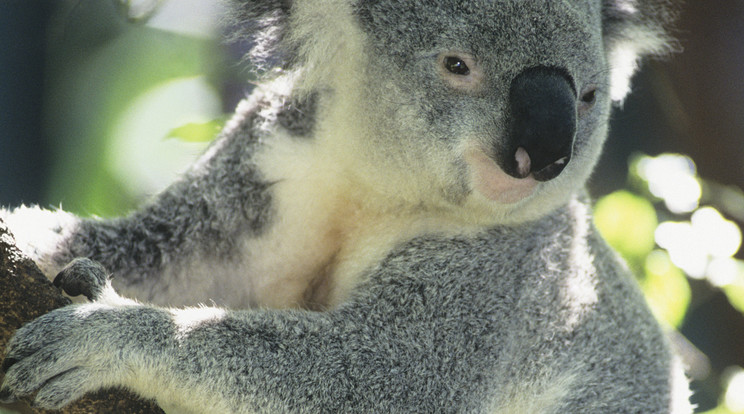 Táskában volt a koala/Fotó:Northfoto