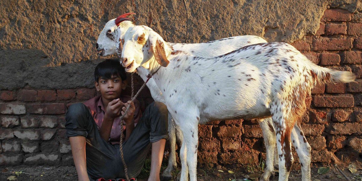 chłopiec sprzedający kozy