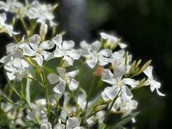 Kiedy schować oleander na zimę?