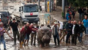 A hippopotamus was one of many animals that escaped a flooded zoo in Tbilisi, Georgia, and had to be shot with a tranquilizer dart.Associated Press