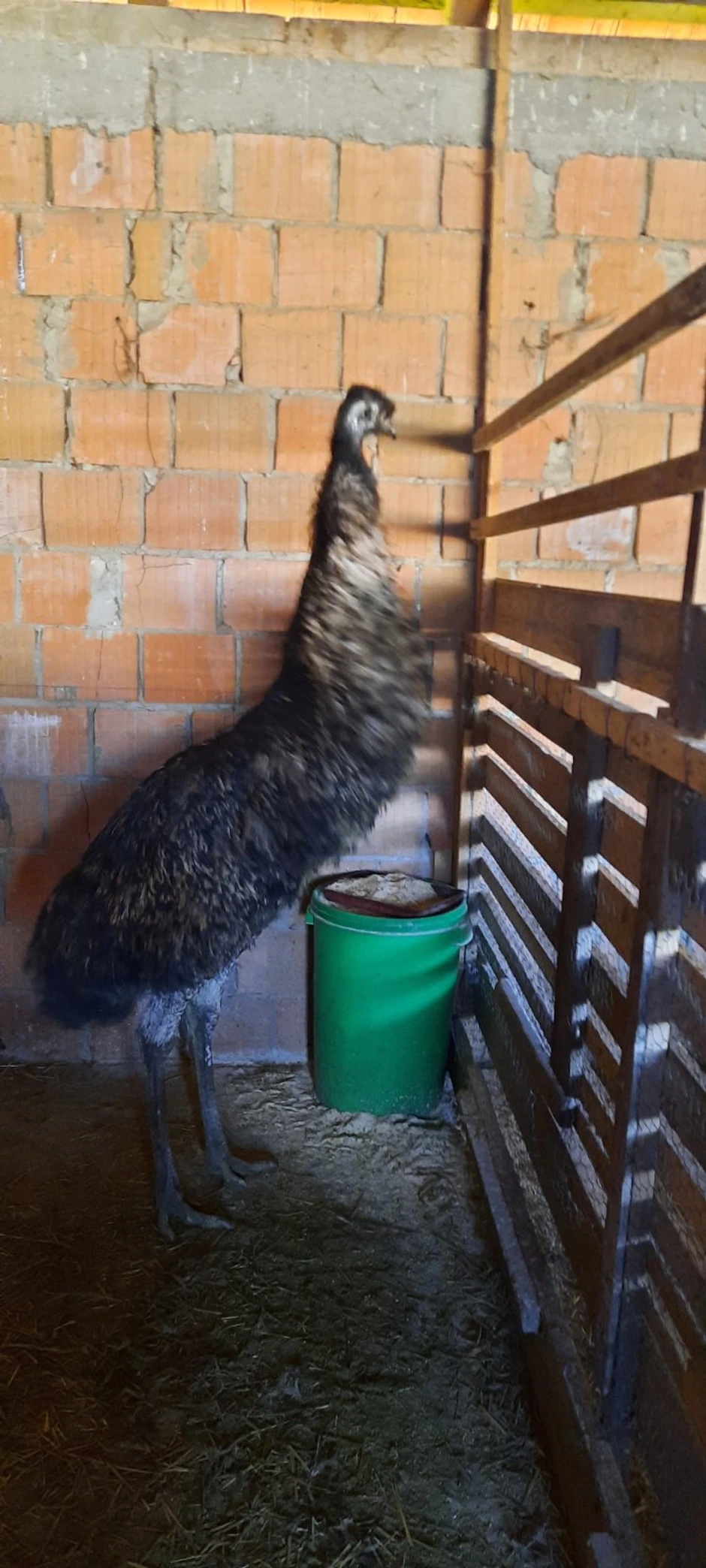 Par euma iz Zrenjanina