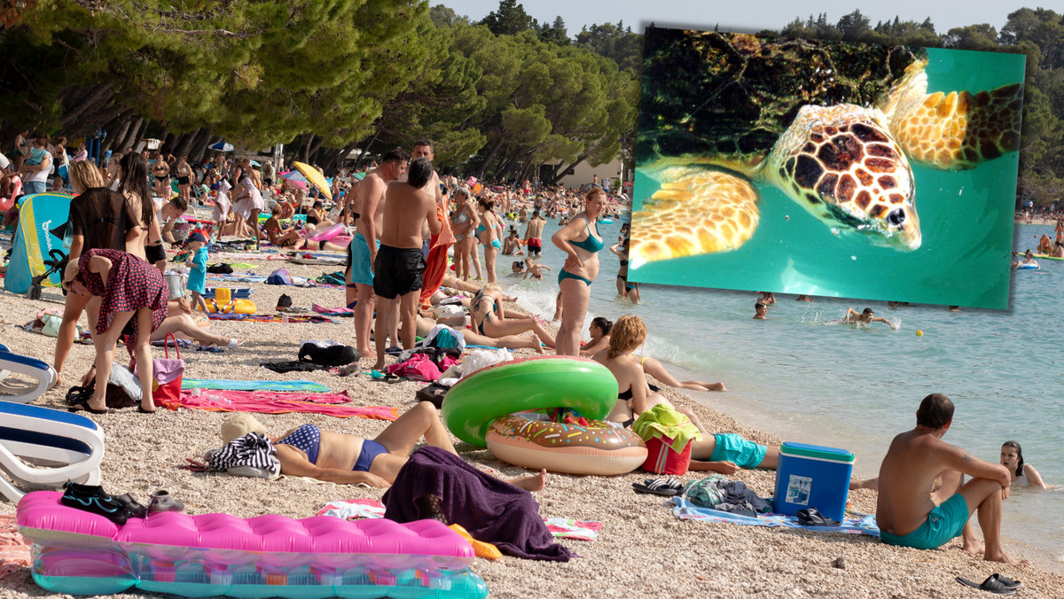 Potężny żółw terroryzuje plażowiczów w Chorwacji. Ekspert komentuje