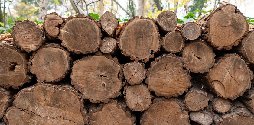 Proboszcz bezprawnie wyciął wiekowe dęby. Ominie go gigantyczna kara?