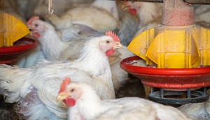 The H5N1 virus has spread widely across poultry bird populations.Edwin Remsberg/VW Pics/Universal Images Group via Getty Images