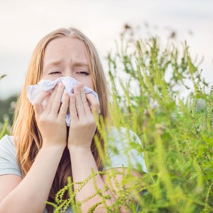 Elindult a parlagfű pollenszezon - ezeket teheti az allergia ellen!