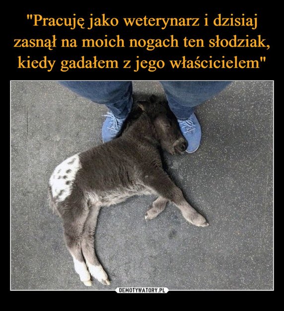 Światowy Dzień Lekarzy Weterynarii. Oto najlepsze memy