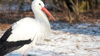 Ponad 80 bocianów spędzi zimę w Przemyślu