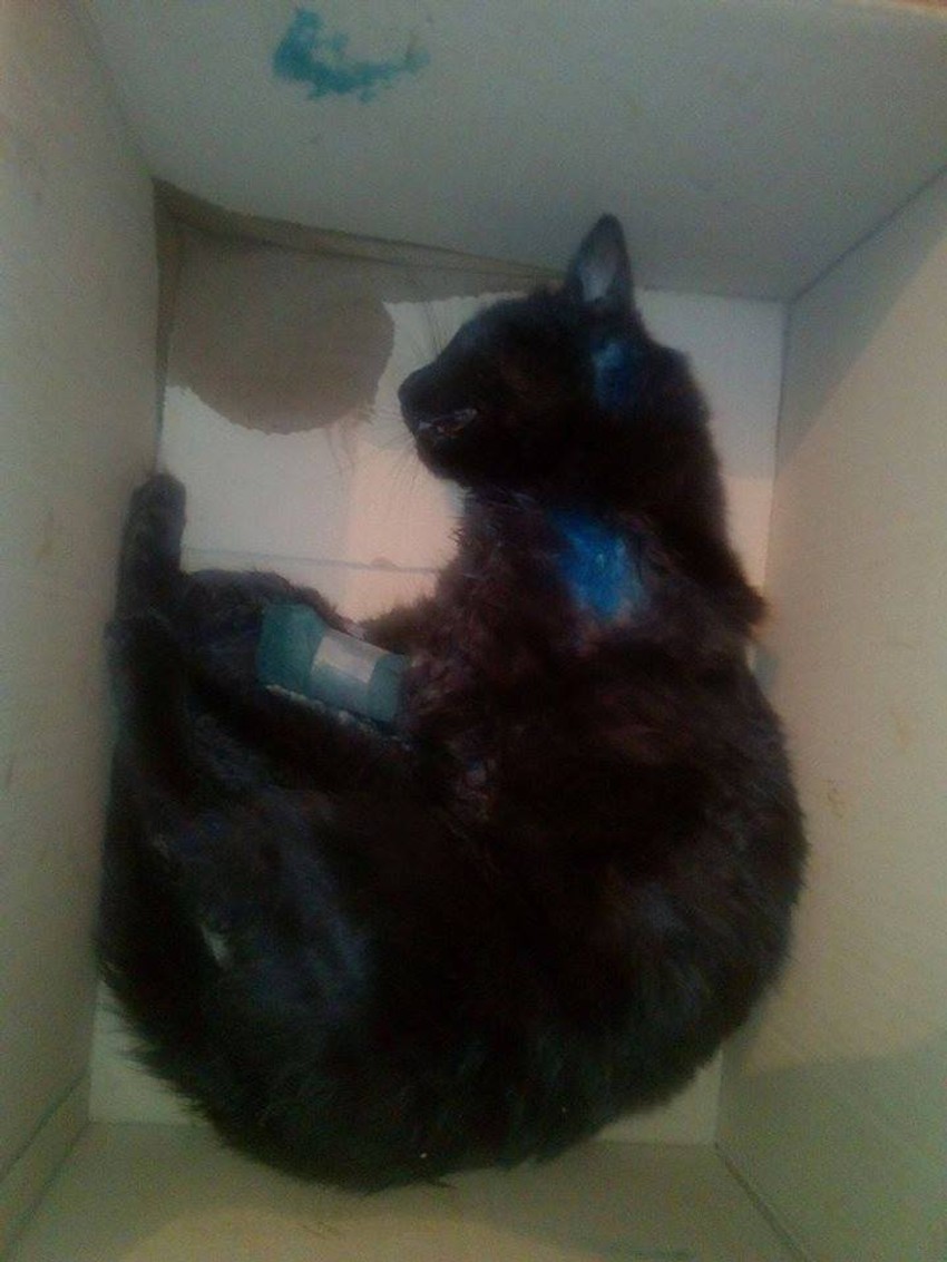 Teško povređeno mače uginulo je nakon nekoliko sati