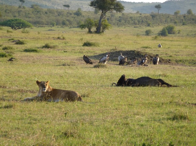 Hierarchia musi zostać zachowana - ptaki przystąpią do uczty dopiero, gdy lwica się oddali.