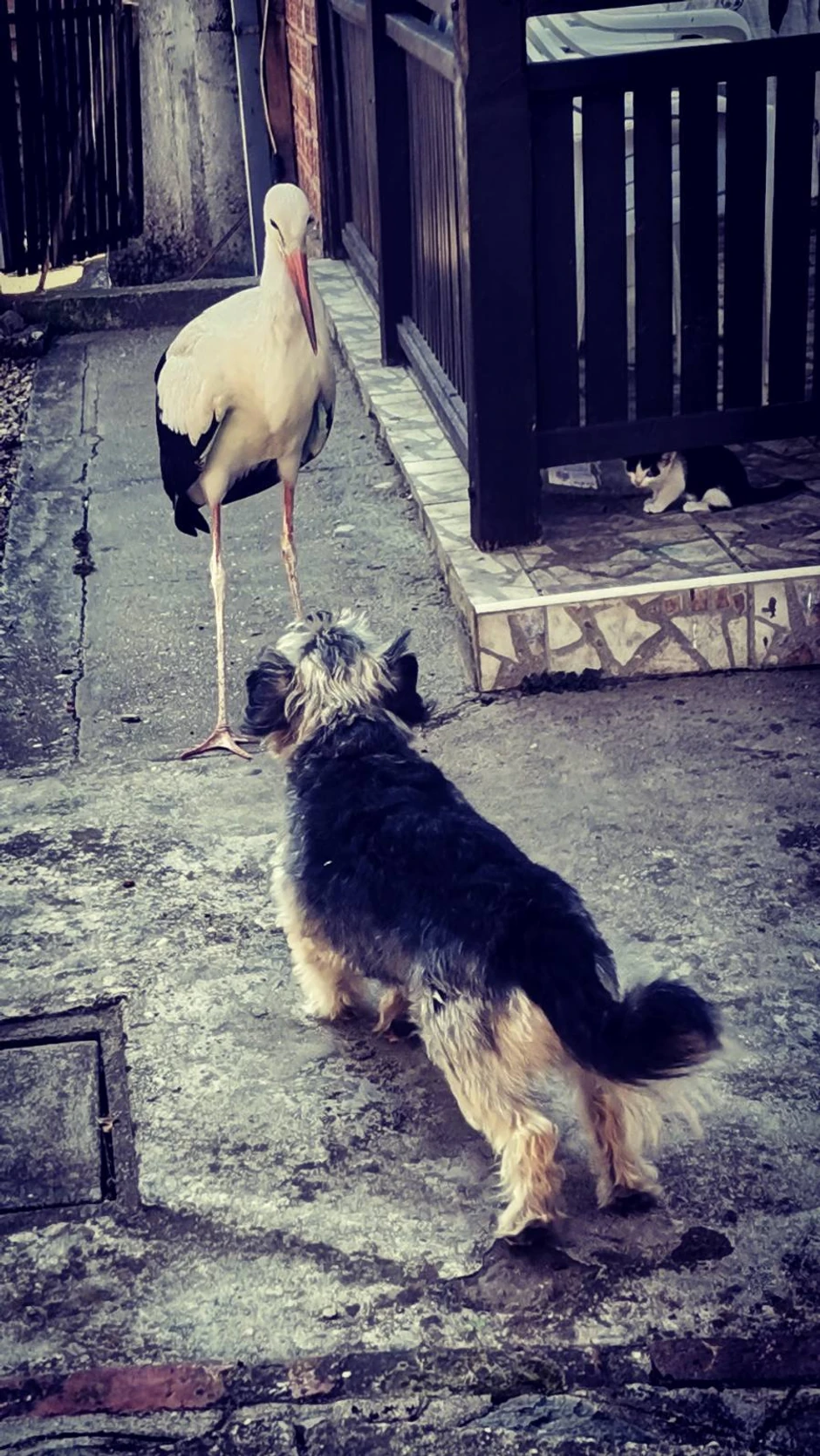 Neustrašivi mladunac rode Sava