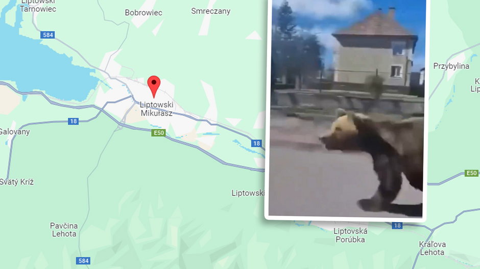 Niedźwiedź zaatakował w słowackim miasteczku