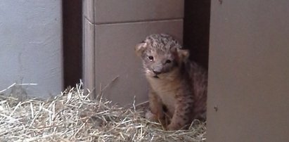 On już jest gwiazdą. Lewek z gdańskiego zoo