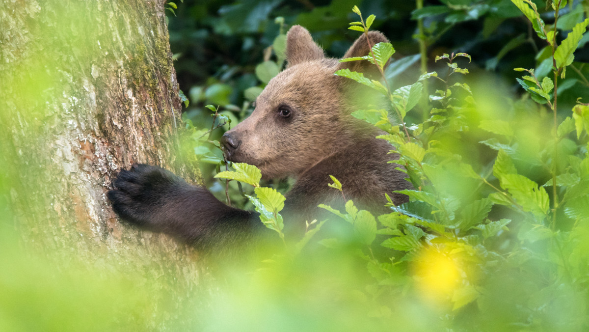 <strong>Mały niedźwiadek, który pojawił się pod koniec kwietnia w okolicy nartostrady w Dolinie Bystrej, ma się dobrze i jest obserwowany przez przyrodników z Tatrzańskiego Parku Narodowego (TPN). Początkowo pojawiły się obawy, że malec został porzucony przez matkę. </strong>