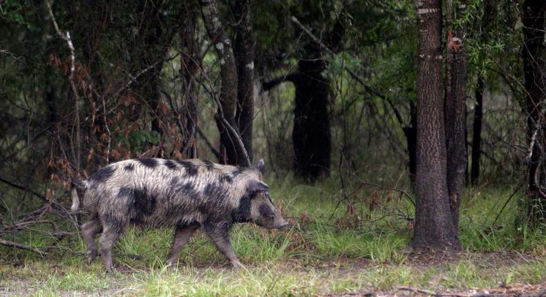 Wild pigs already cause billions of dollars in damage to agriculture in the southern US.Mayra Beltran/Houston Chronicle/Getty Images