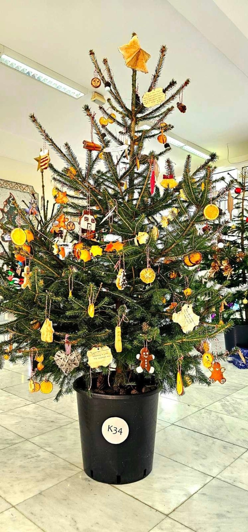 Svako odeljenje je nabavilo jednu sadnicu jelke i ukrasilo je, a posle praznika jelke će biti zasađene u dvorištu škole