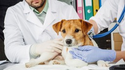 rewolucja w szczepieniach psów? obowiązek ma się zmienić!