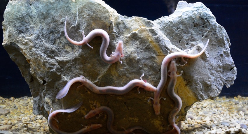 covecija ribica profimedia