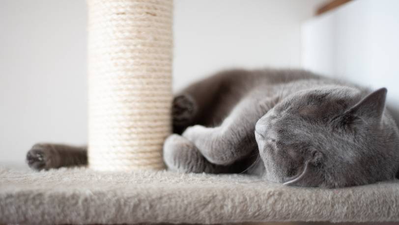Kratzbaum: Schlafplatz und Spielwiese für Katzen