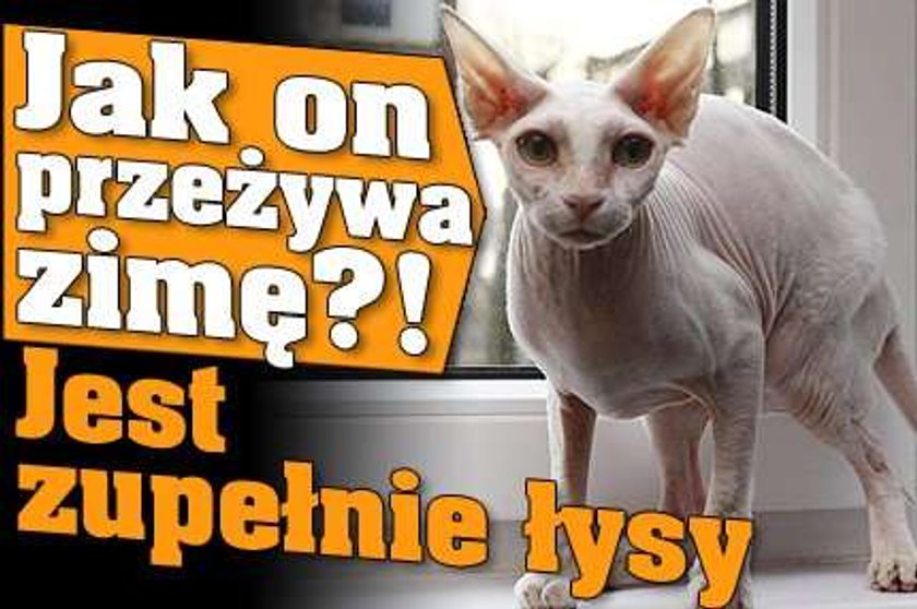 Jak on przeżywa zimę?! Jest zupełnie łysy!