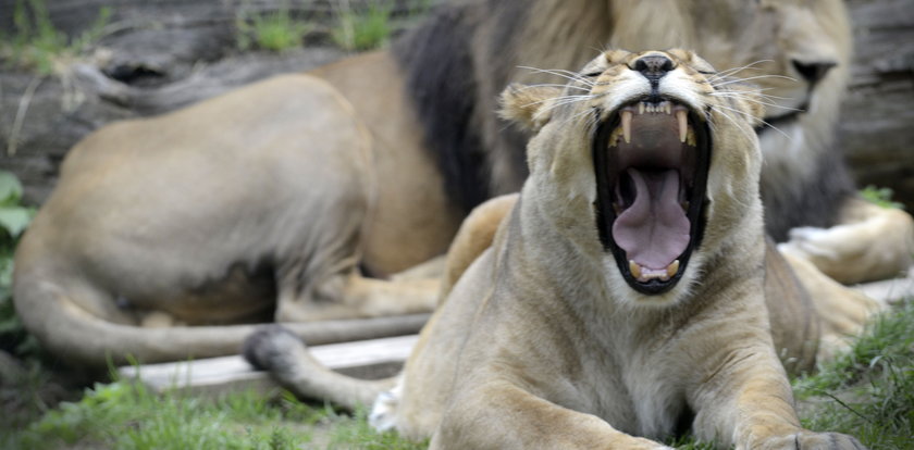 Cztery lwy z zoo zakażone koronawirusem