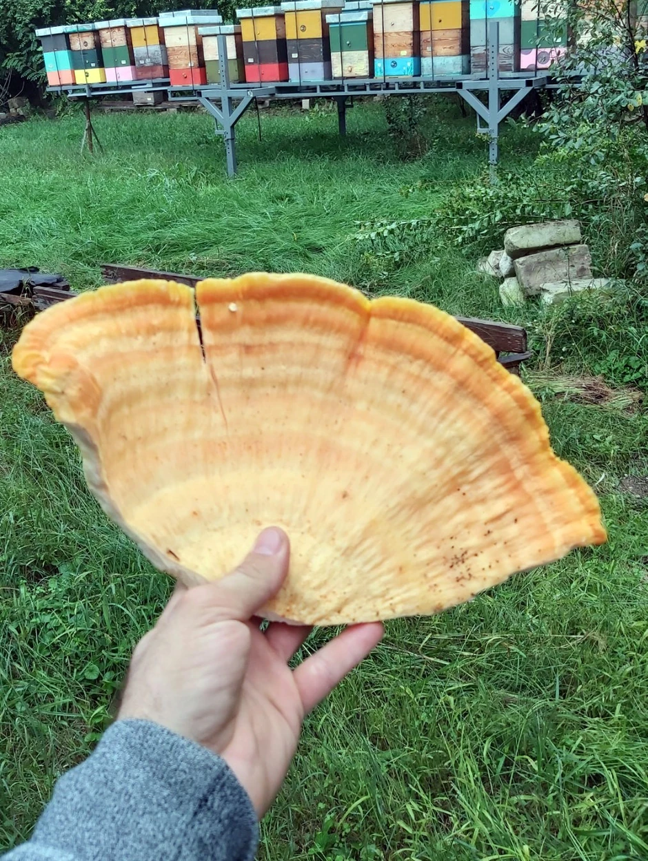 Imaju oblik šešira i rastu na kori trulih stapala, a idealne su za salatu i pitu