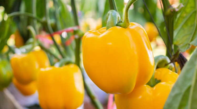 Akár évekig is teremhet ugyanaz a tő paprika Fotó: Getty Images