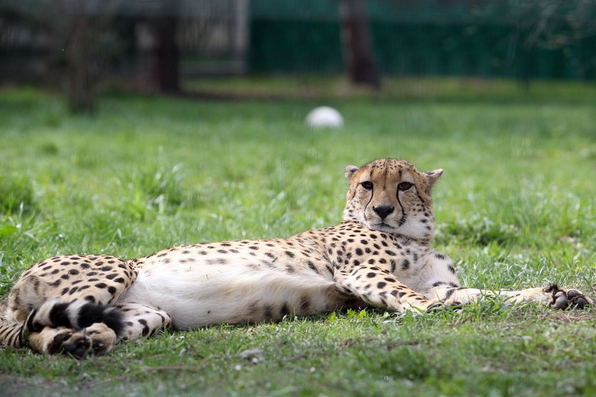 Zwierzęta na wybiegach w zoo