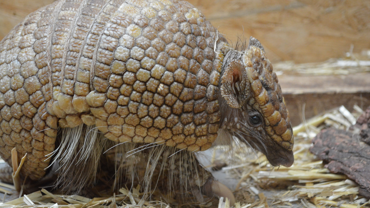 Zoo Wrocław: mały pancernik ma już imię [INSTAGRAM]