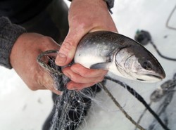 Unia niszczy rybaków. Przez pomyłkę