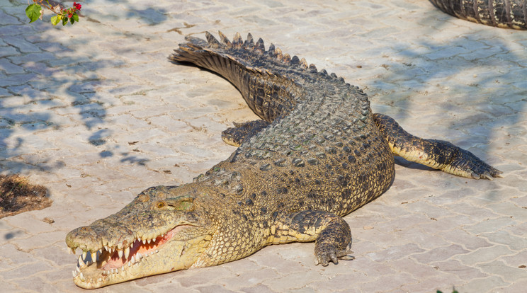 Krokodil végzett a nyolc éves fiúval /Fotó: Northfoto