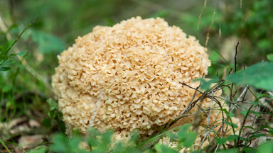 Ten grzyb wygląda jak gąbka, ale "leśny kalafior" jest jadalny i rośnie w Polsce