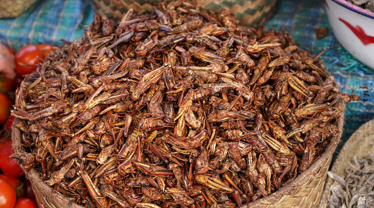 Két nap múlva hatályba lép a rovarokat tartalmazó élelmiszerekről szóló rendelet / Illusztráció: Northfoto