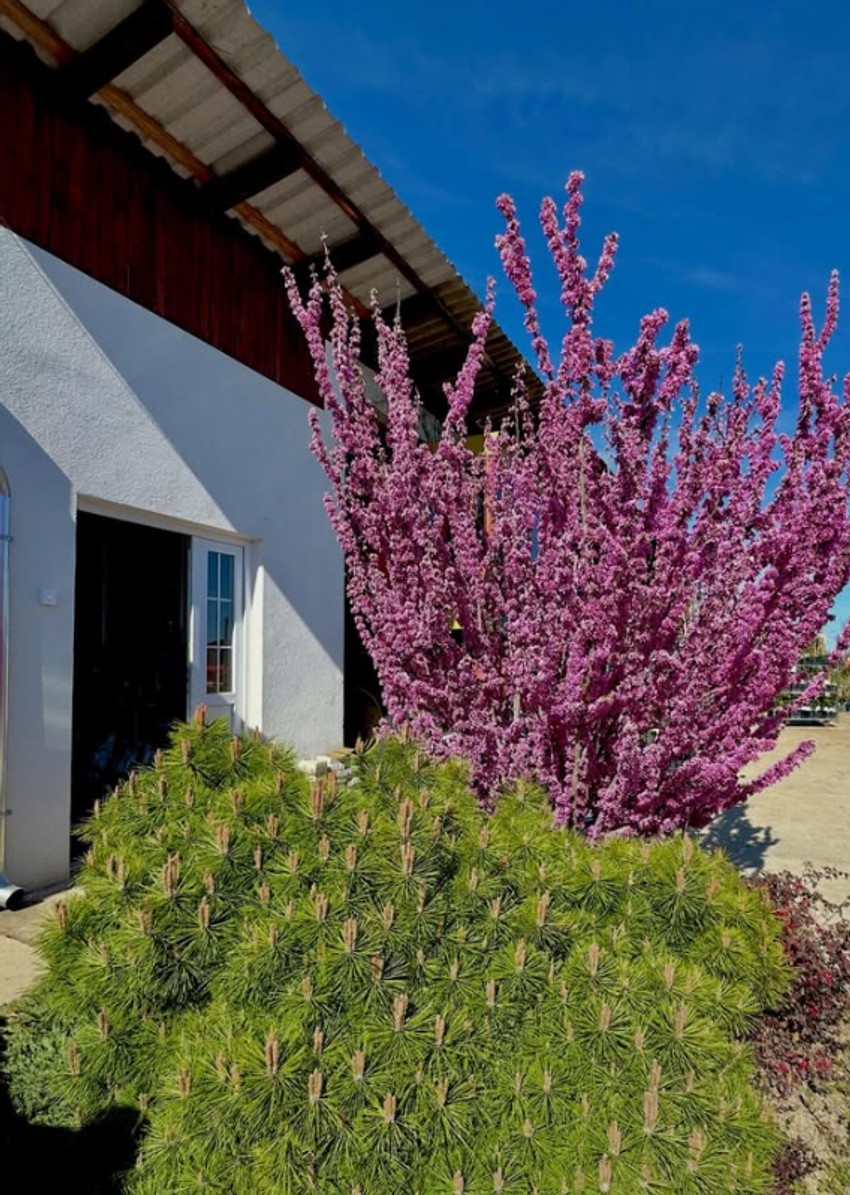 Mirjana Memedović objavila fotografije iz rasadnika