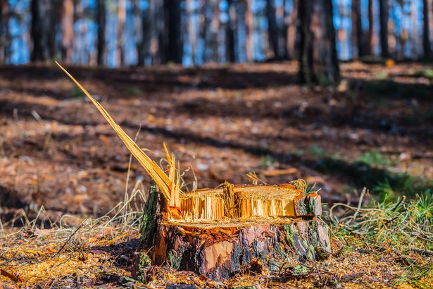 Jeśli w ciągu dwóch tygodni, gmina nie zgłosi sprzeciwu do planowanej wycinki, tzw. milcząca zgoda, to właściciel nieruchomości będzie mógł ją przeprowadzić.