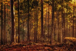 Dziewczyna białoruskiego aktywisty Szyszoua: Nie mógł popełnić samobójstwa