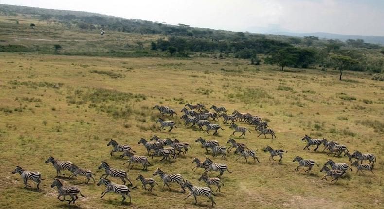 Thousands of Kenyan herders have invaded ranches, slaughtering animals and destroying pasture. Eight people have been killed in the land invasions since December