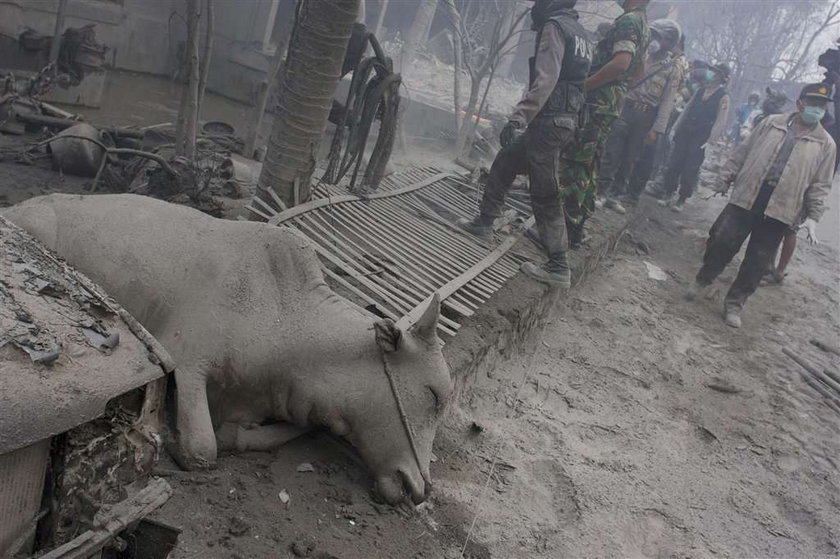 Wulkan Merapi zabił wielu ludzi